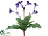 Silk Plants Direct Streptocarpus Bush - Purple - Pack of 12