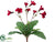 Streptocarpus Bush - Red - Pack of 12
