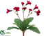 Silk Plants Direct Streptocarpus Bush - Red - Pack of 12