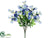 Sweet Pea Bush - Blue Helio - Pack of 12