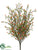 Wild Starflower Bush - Orange - Pack of 12