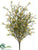 Wild Starflower Bush - Yellow - Pack of 12