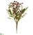 Starflower, Astilbe Bush - Burgundy - Pack of 12