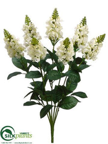 Snapdragon Bush - Cream - Pack of 12