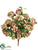 Snowball Bush - Rose Cream - Pack of 12