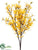 Starflower Bush - Yellow Gold - Pack of 12