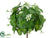 Shamrock Flowering Bush - Green - Pack of 12
