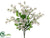 Sweet Pea Bush - White - Pack of 12