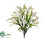 Tulip Bush - Cream White - Pack of 12