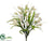 Tulip Bush - Cream White - Pack of 12