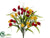 Tulip Bush - Red Yellow - Pack of 12