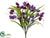 Tulip Bush - Violet Purple - Pack of 12