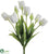 Tulip Bush - Cream - Pack of 6