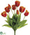 Tulip Bush - Flame - Pack of 6