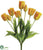 Tulip Bush - Yellow - Pack of 6