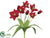 Tulip Bush - Flame Brick - Pack of 12