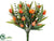 Tulip Bush - Coral Frosted - Pack of 12