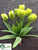 Tulip Bush - Green - Pack of 12