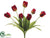 Tulip Bush - Red Green - Pack of 12