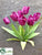 Tulip Bush - Violet - Pack of 12