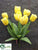 Tulip Bush - Yellow - Pack of 12