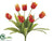 Tulip Bush - Flame Green - Pack of 12
