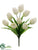 Tulip Bush - Cream - Pack of 12