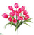 Tulip Bush - Pink Two Tone - Pack of 12