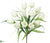 Tulip Bush - White - Pack of 12