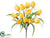 Tulip Bush - Yellow - Pack of 12