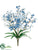 Tweedia Flower Bush - Blue Two Tone - Pack of 12
