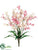 Tweedia Flower Bush - Pink Two Tone - Pack of 12