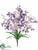 Tweedia Flower Bush - Purple Two Tone - Pack of 12