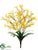 Tweedia Flower Bush - Yellow Two Tone - Pack of 12