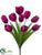 Tulip Bush - Boysenberry - Pack of 12
