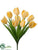 Tulip Bush - Yellow - Pack of 12