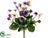 Viola Bush - Lavender Yellow - Pack of 36