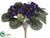 African Violet Bush - Everglade - Pack of 24