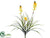 Veronica Bush - Yellow - Pack of 12