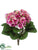 African Violet Bush - Fuchsia Cream - Pack of 12