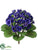 African Violet Bush - Purple - Pack of 12