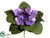 African Violet Bush - Lavender Two Tone - Pack of 12