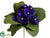 African Violet Bush - Purple - Pack of 12