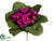 African Violet Bush - Violet - Pack of 12