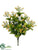 Wax Flower Bush - Yellow - Pack of 12