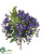 Wisteria Bush - Violet Blue - Pack of 12