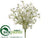 Wax Flower Bush - Cream - Pack of 12