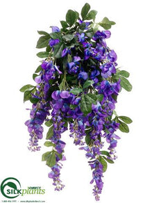 Wisteria Bush - Purple - Pack of 6