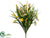 Statice, Grass Bush - Yellow Two Tone - Pack of 12