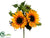 Sunflower, Berry Bush - Yellow - Pack of 12